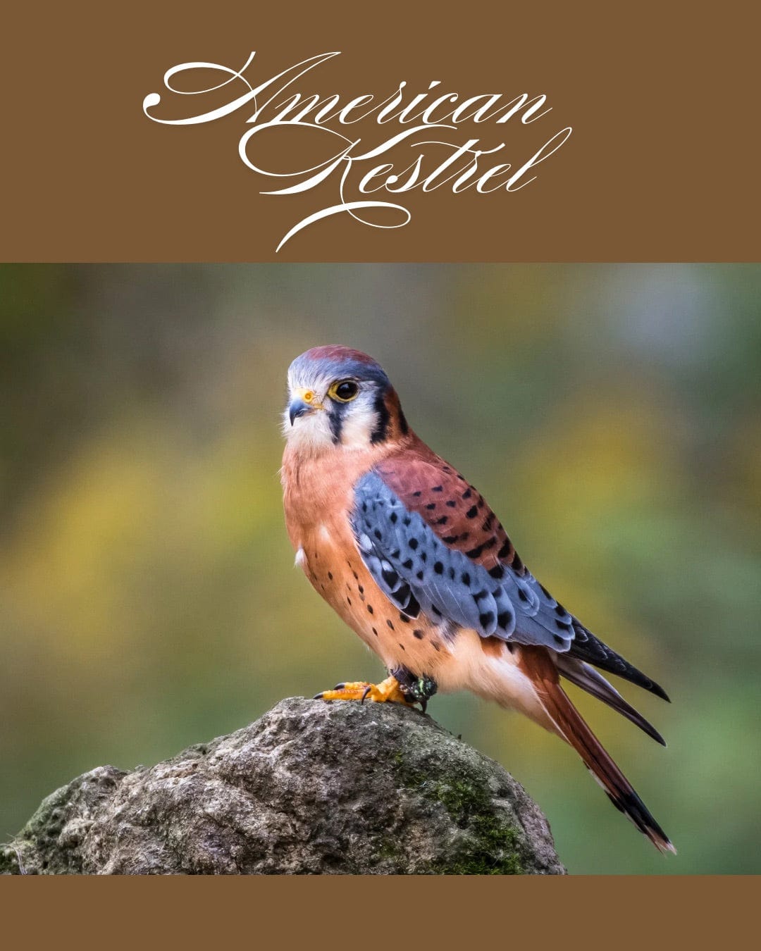 Bridger Leather Hatband American Kestrel Hatband