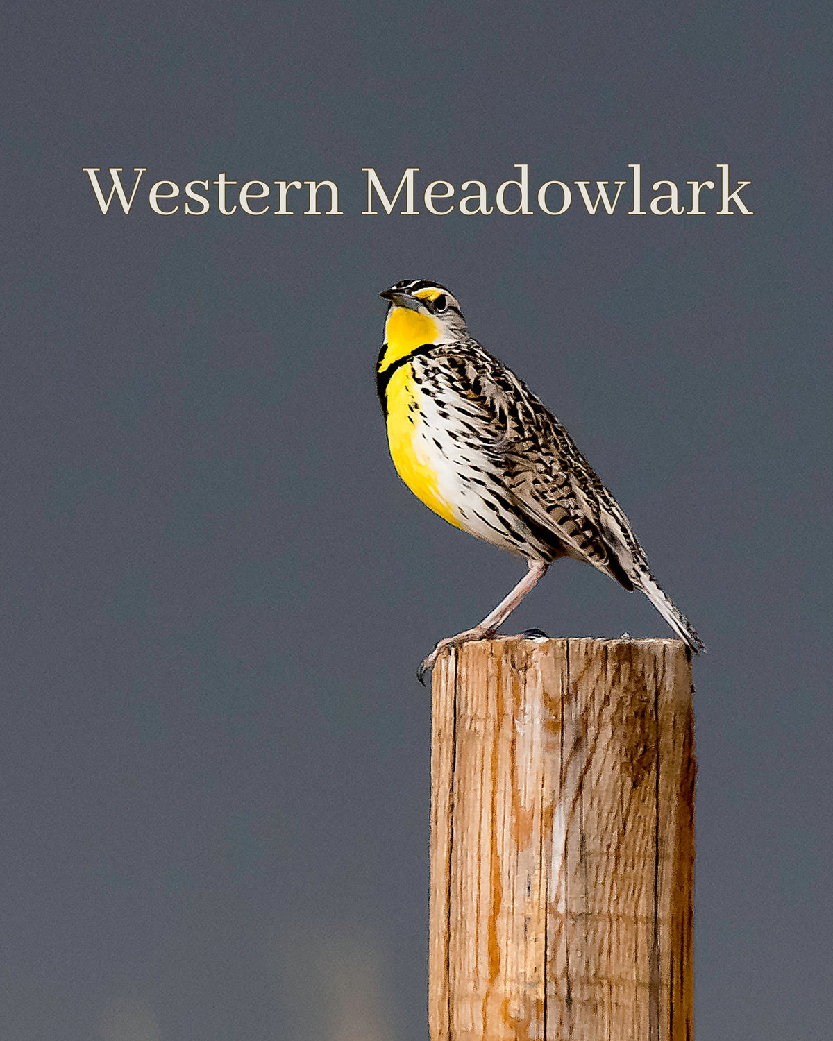 Western meadowlark, Montana's state bird, perched on a wooden fence post: the inspiration for the MeadowLark Crossbody
