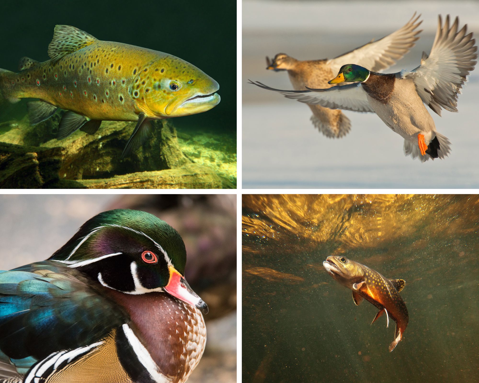 Brown trout, brook trout, with mallard and wood ducks.