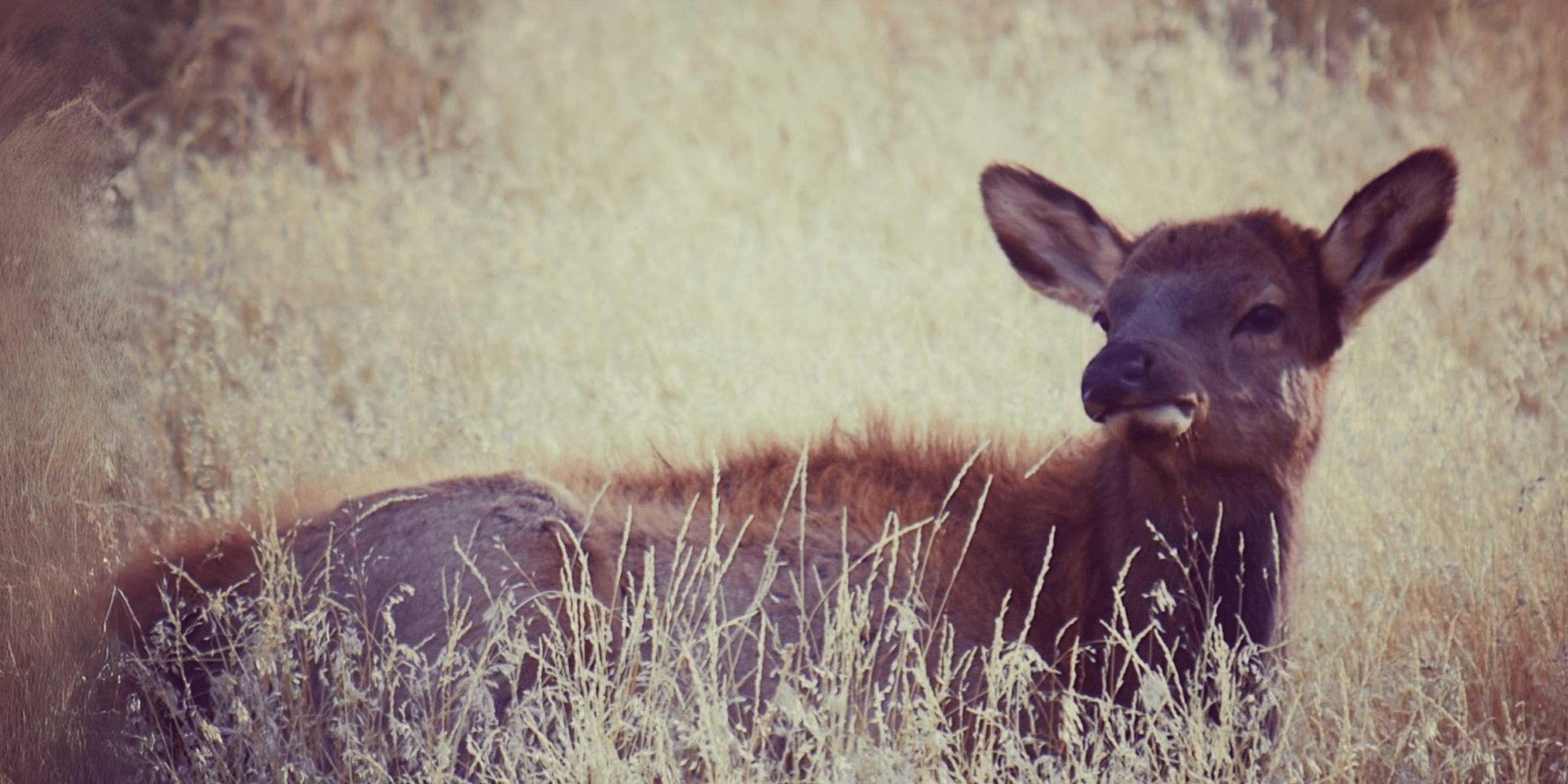 elk calf near Yellowstone national park